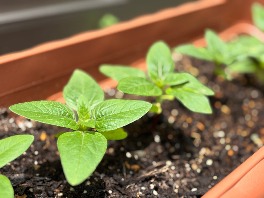 夏の始まりに「心に咲く」一冊を