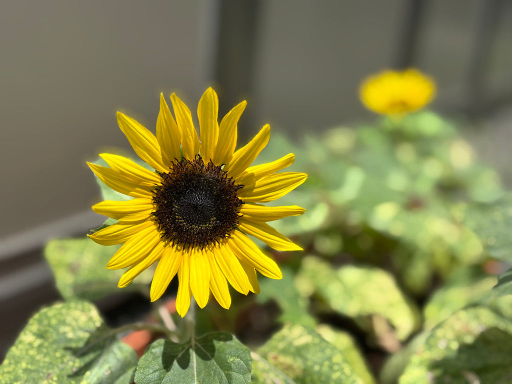 「お盆休み」に関するお知らせ
