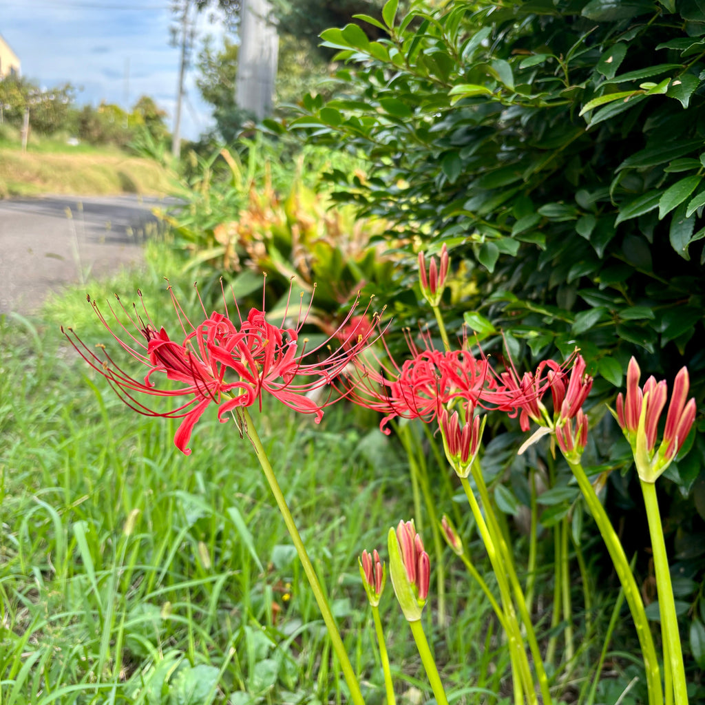 坐蒲の坐りごごちの秘密とは?